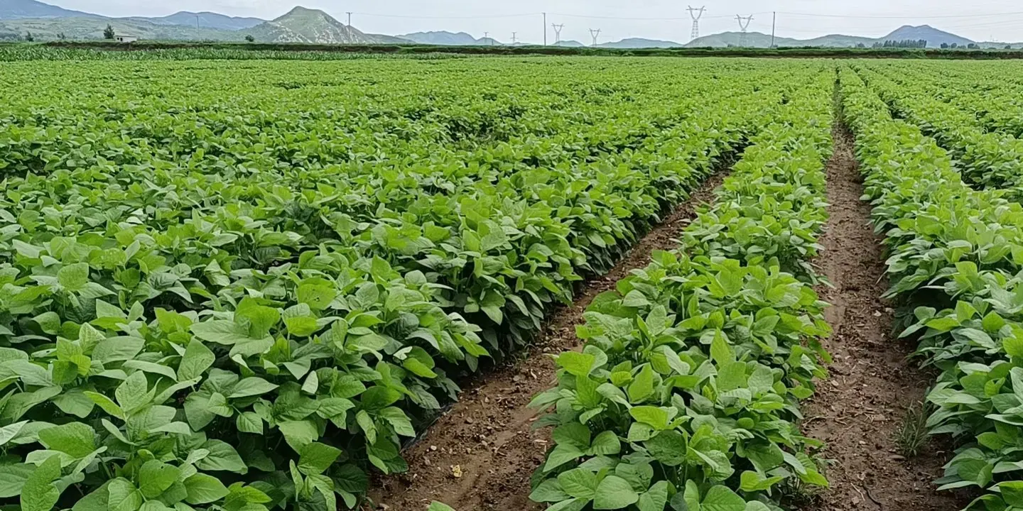 Edamame growing area used by an approved manufacturing partner