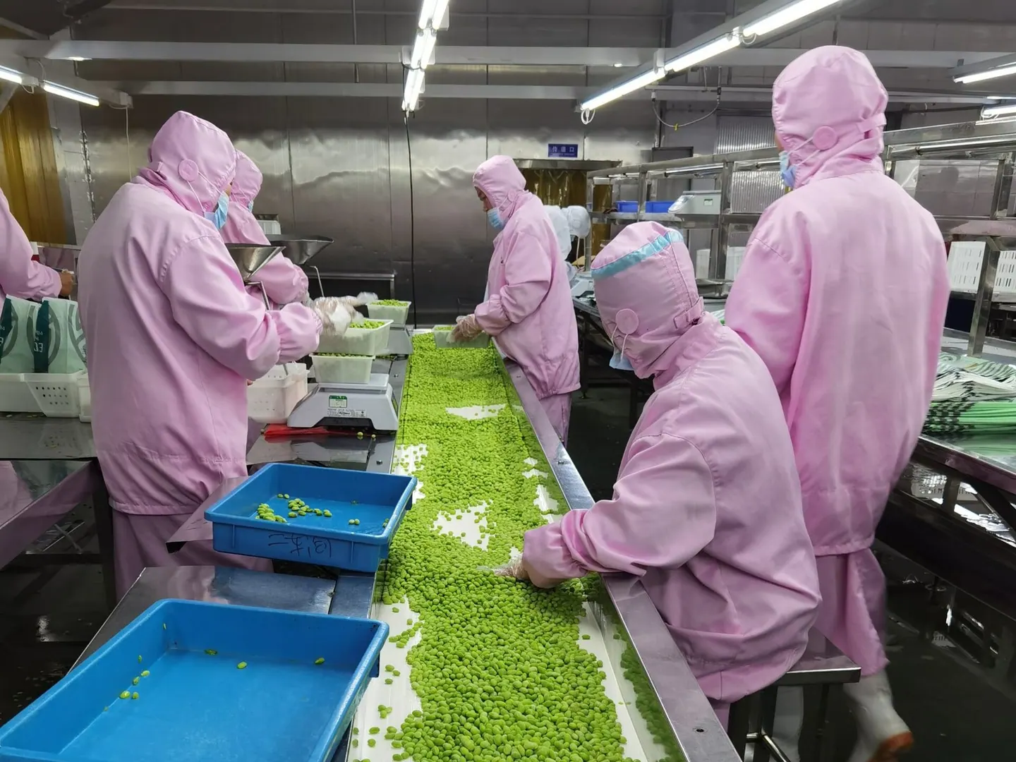 Manual sorting of frozen edamame kernels