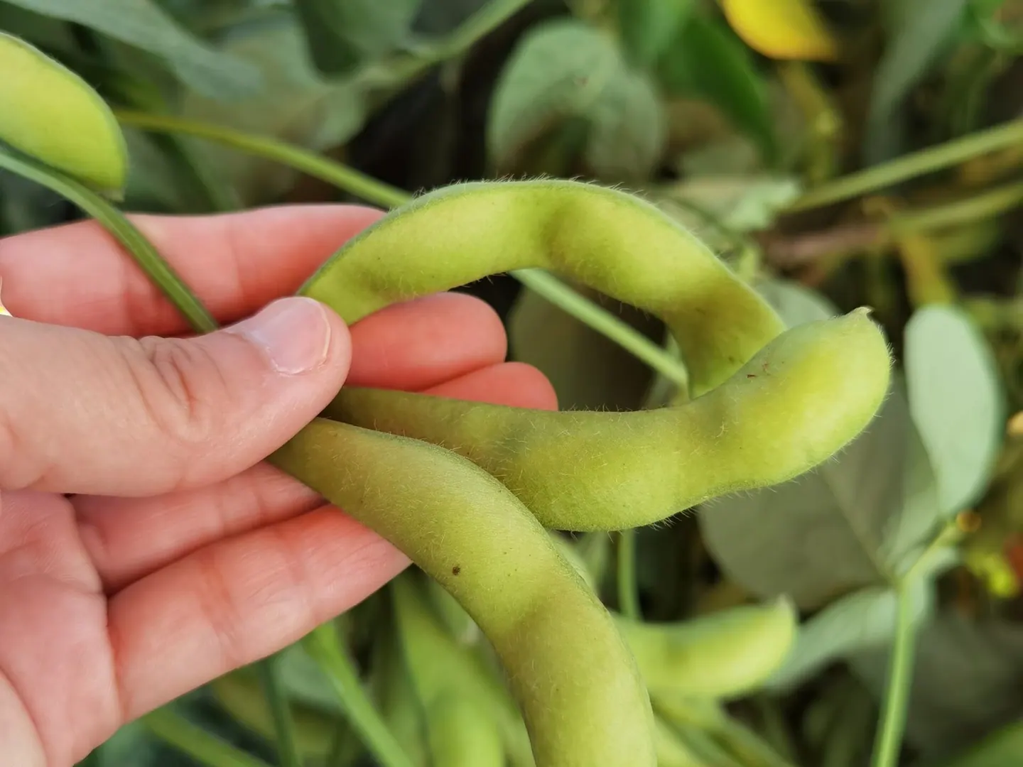 Edamame pods inspected in a growing area used by an approved manufacturing partner