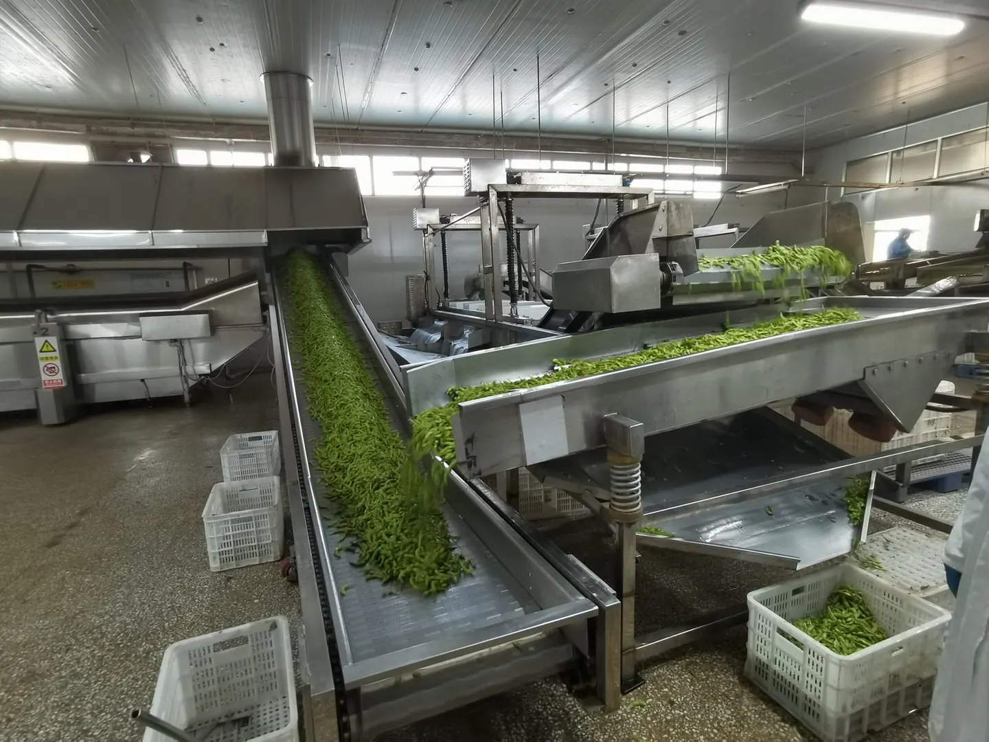 Frozen edamame pods moving through a partner processing line